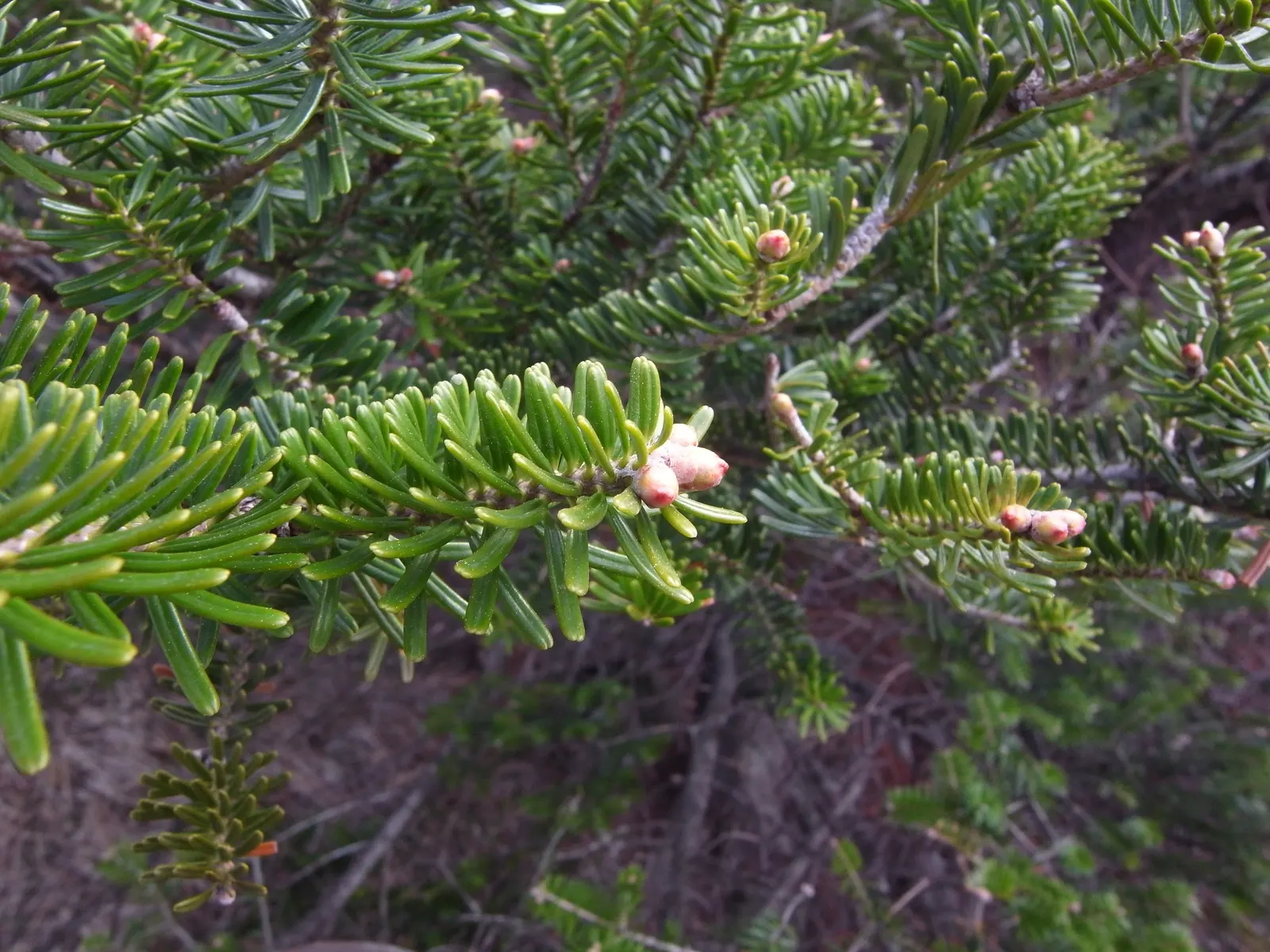 Korean Fir (Abies Koreana) — commonly known as the Korean Fir; providing a delightful contrast against the dark foliage, image 79