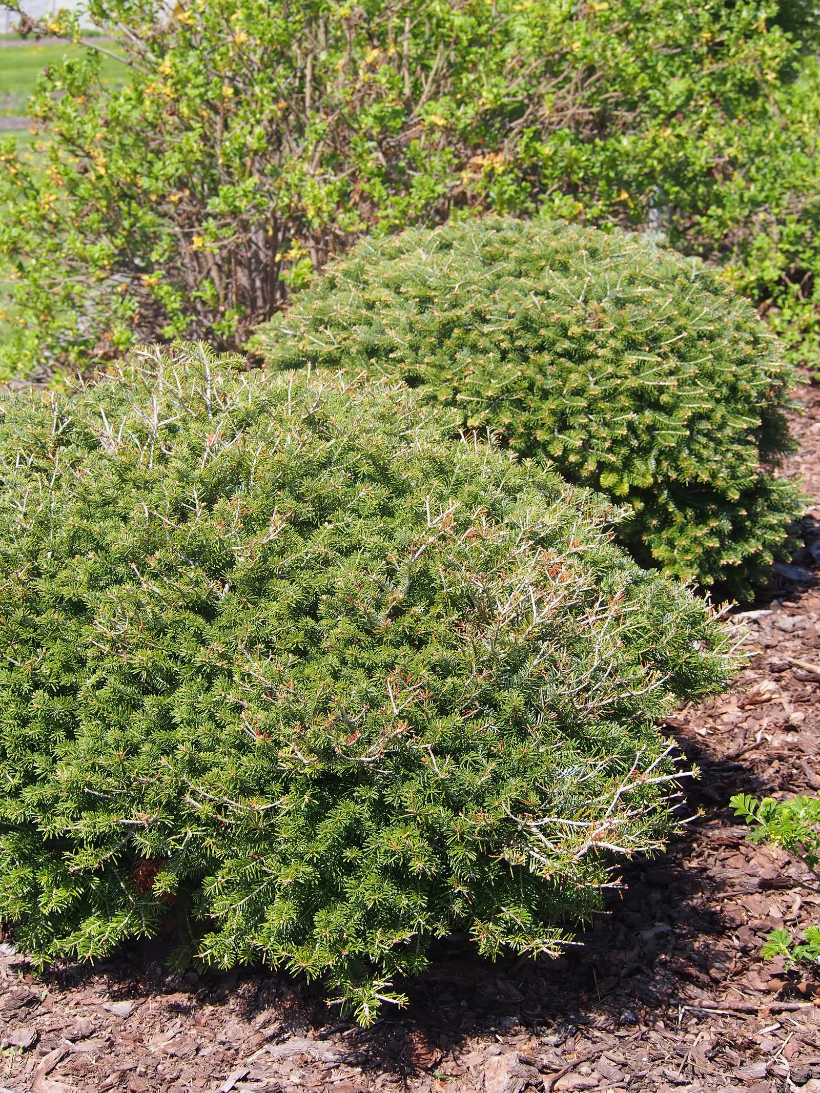 Korean Fir (Abies Koreana) — conifer / tree for full or half; it has moderate drought tolerance once established, image 72