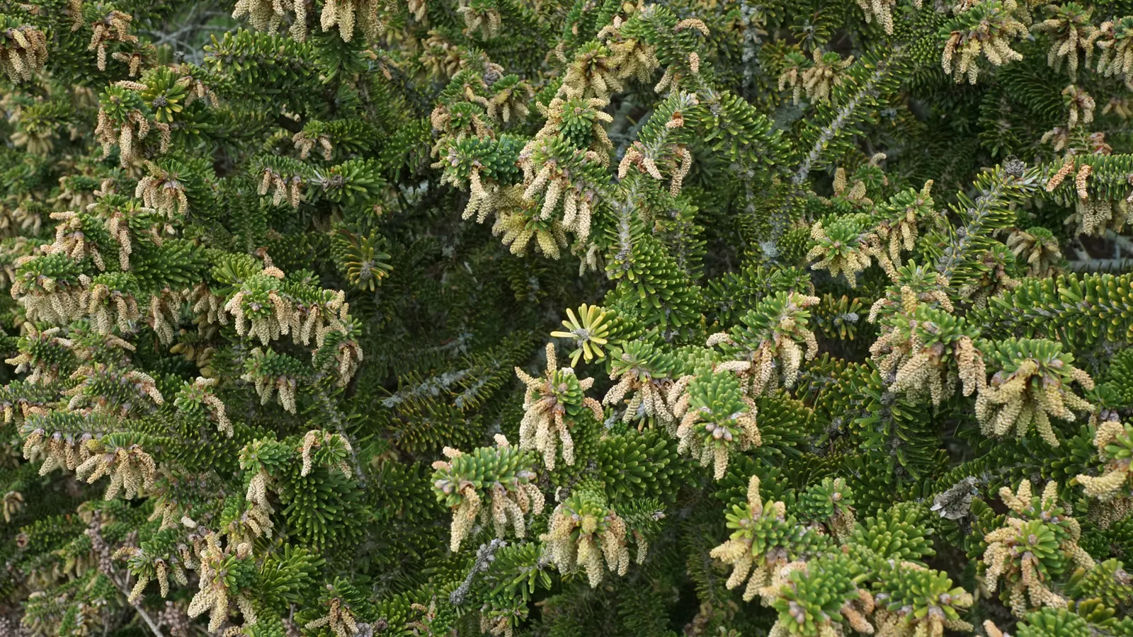 Korean Fir (Abies Koreana) — Its striking needles display a dark green top with silvery undersides; conifer / tree for full or half