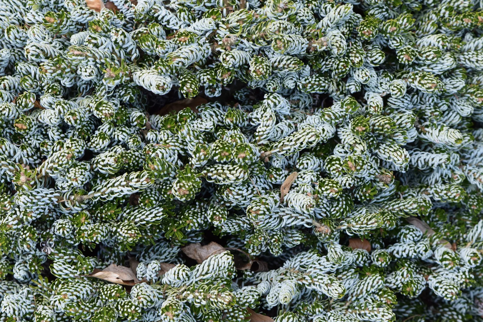 Korean Fir (Abies Koreana) — commonly known as the Korean Fir; providing a delightful contrast against the dark foliage, image 43