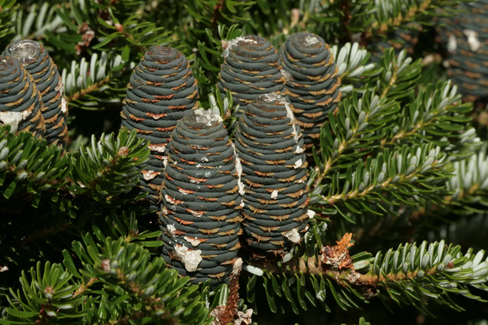 Korean Fir (Abies Koreana) — conifer / tree for full or half; it has moderate drought tolerance once established, image 54