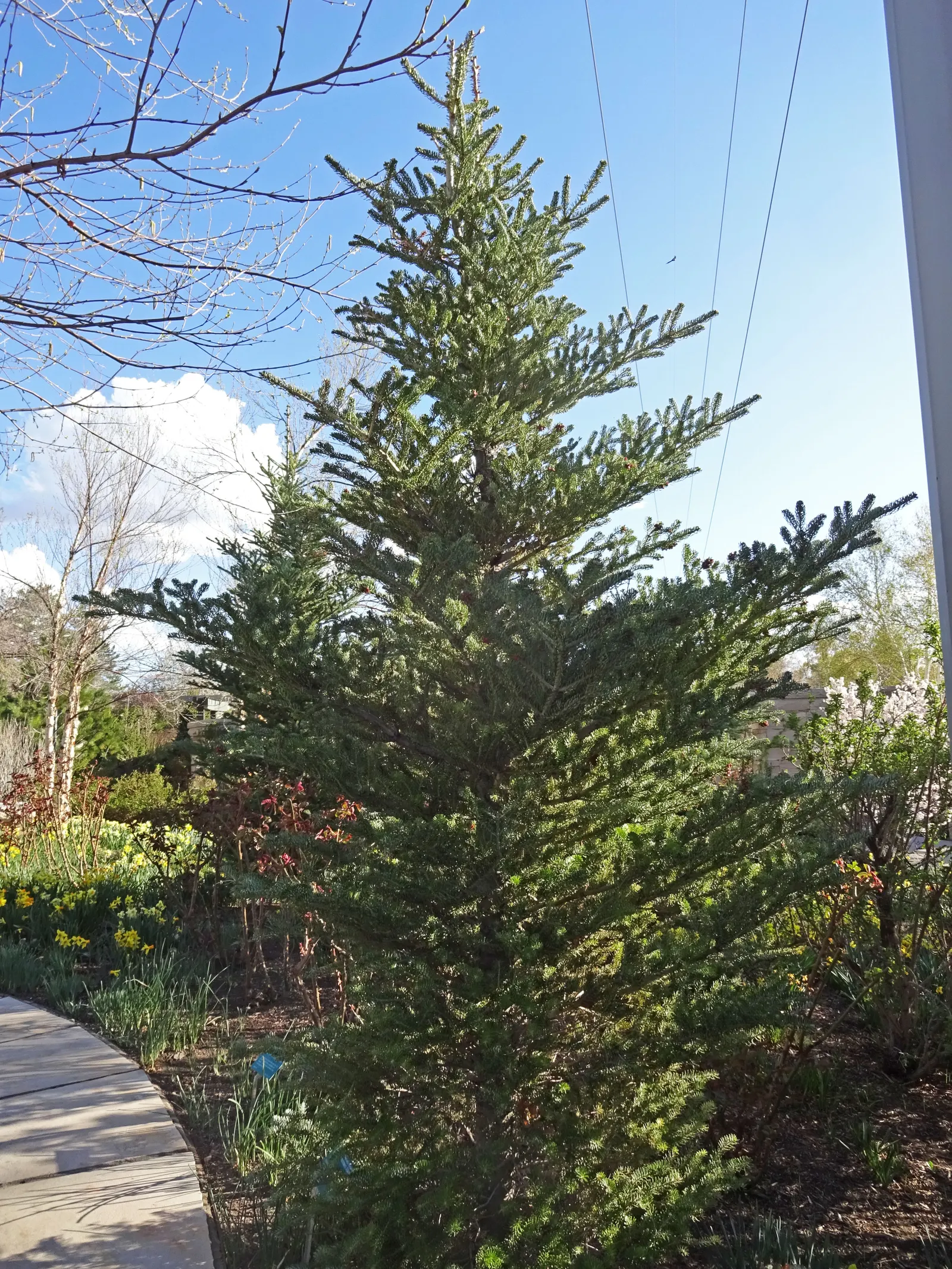 Korean Fir (Abies Koreana) — An exquisite choice for adding winter interest and texture to landscapes; its striking needles display a dark green, image 60