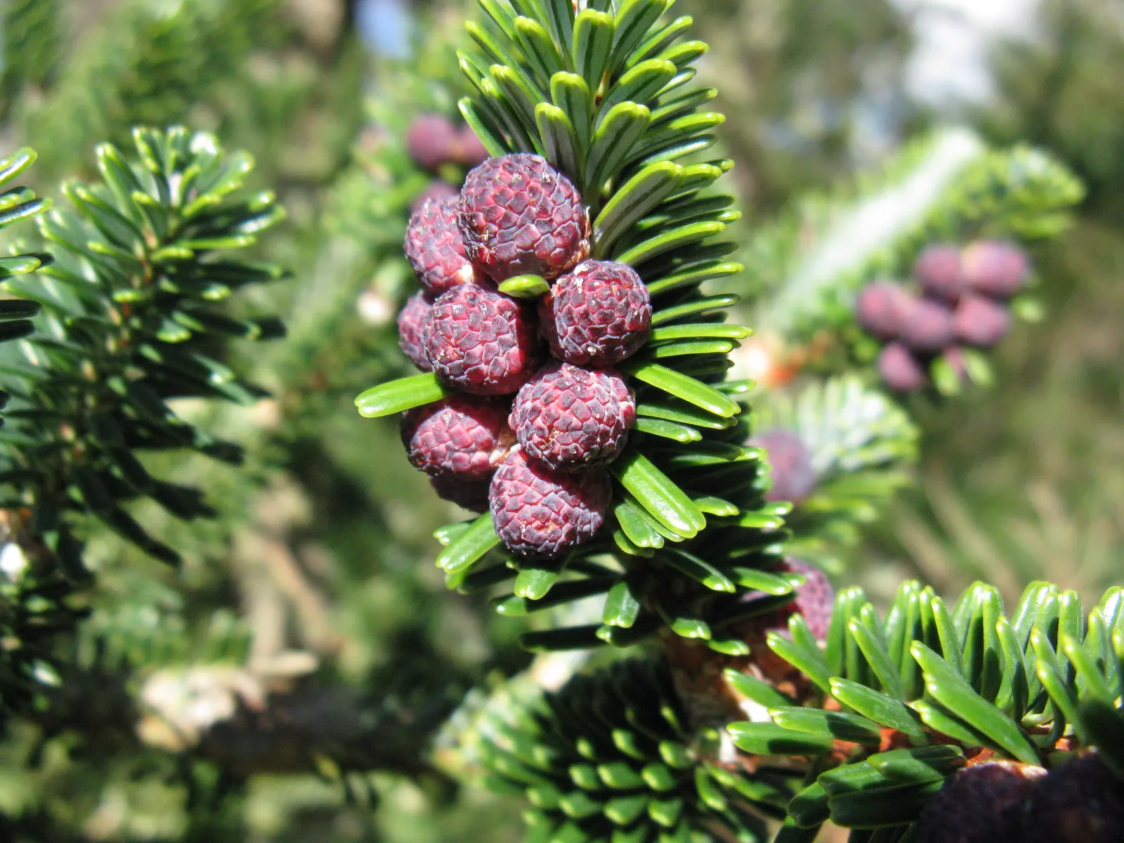 Korean Fir (Abies Koreana) — Ideal in USDA zones 5-7, it requires well-drained soil and full to partial sun; slightly acidic soil; it is essential, image 59