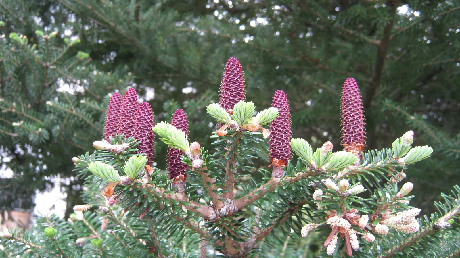 Korean Fir (Abies Koreana) — commonly known as the Korean Fir; providing a delightful contrast against the dark foliage, image 61