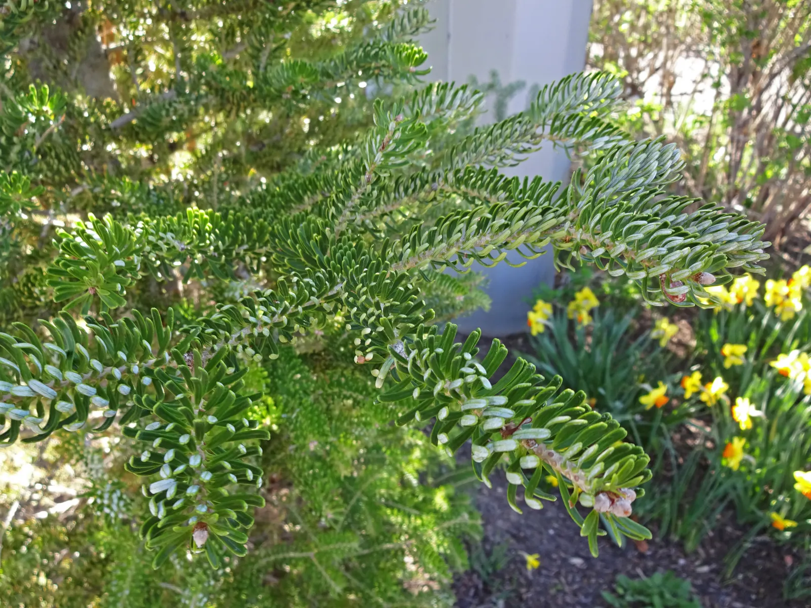 Korean Fir (Abies Koreana) — Its striking needles display a dark green top with silvery undersides; conifer / tree for full or half, image 57