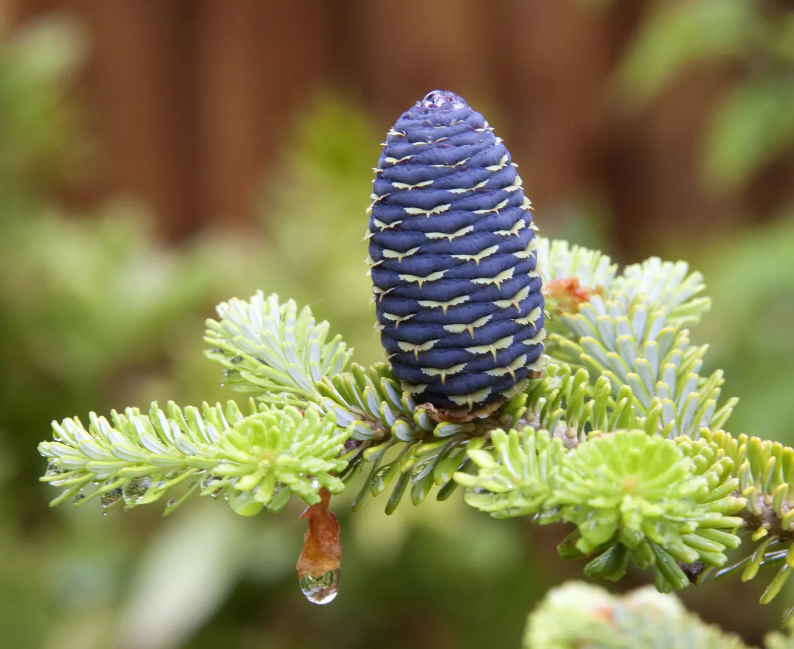 Korean Fir (Abies Koreana) — slightly acidic soil; it is essential to ensure proper drainage as this fir does not tolerate wet feet