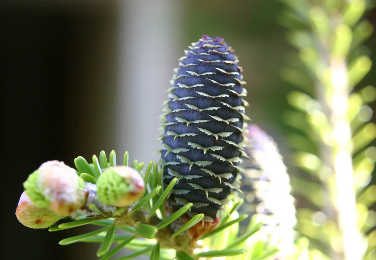Korean Fir (Abies Koreana) — alongside vivid purple cones during the spring; commonly known as the Korean Fir, image 40