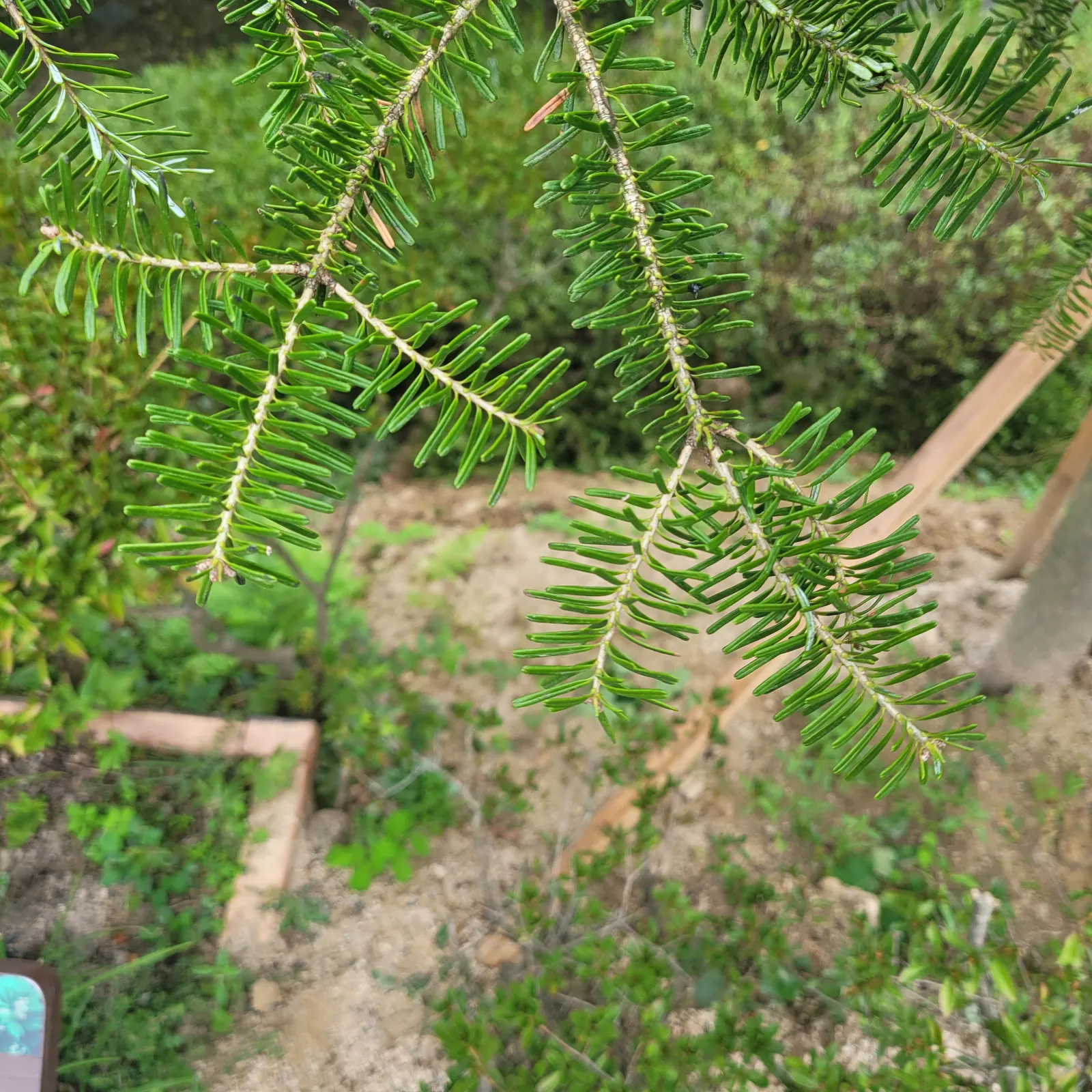 Korean Fir (Abies Koreana) — These cones are especially eye-catching as they appear upright on the branches; reaching up to 30 feet in height