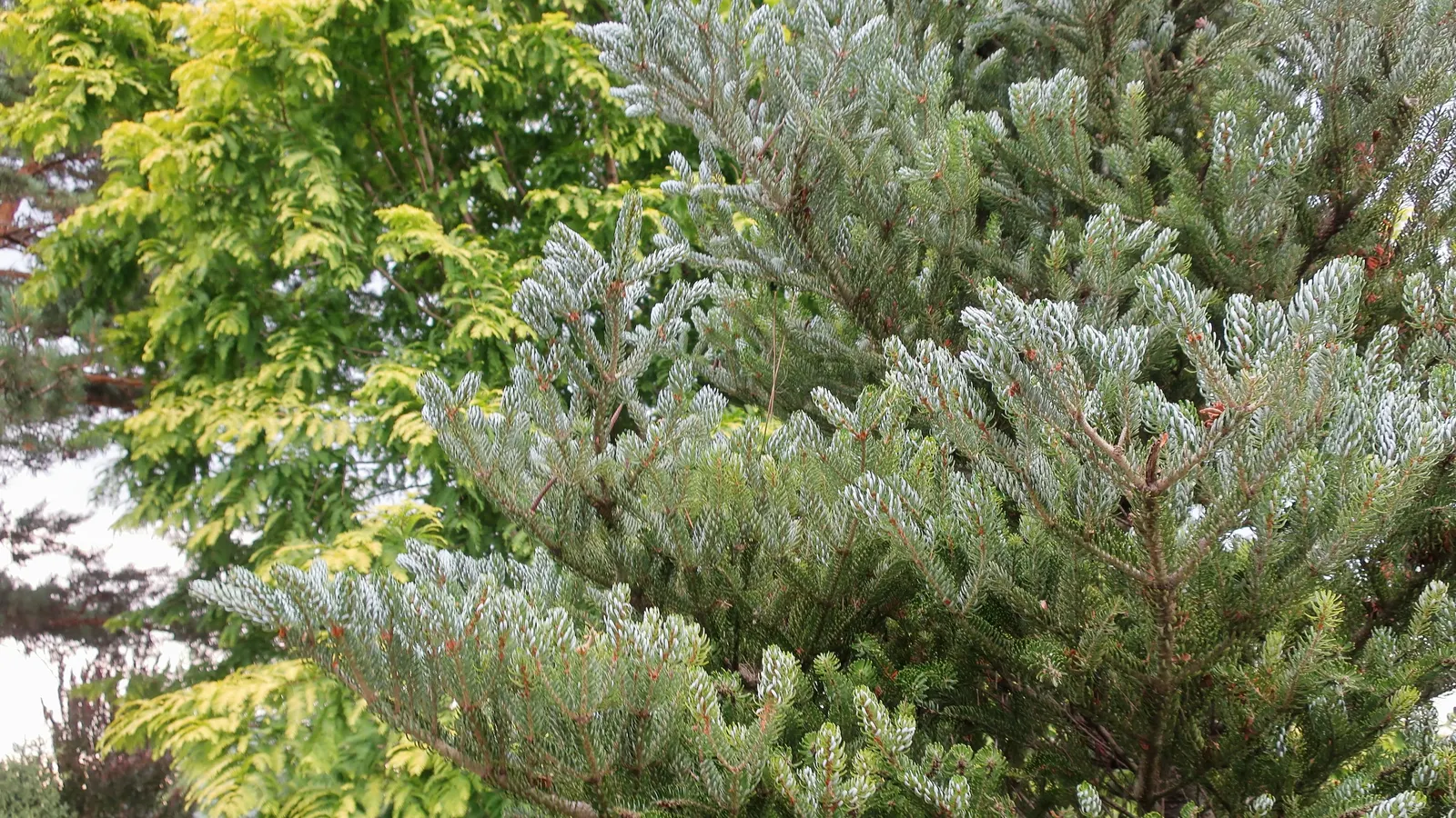 Korean Fir (Abies Koreana) — slightly acidic soil; it is essential to ensure proper drainage as this fir does not tolerate wet feet; ideal in USDA, image 68