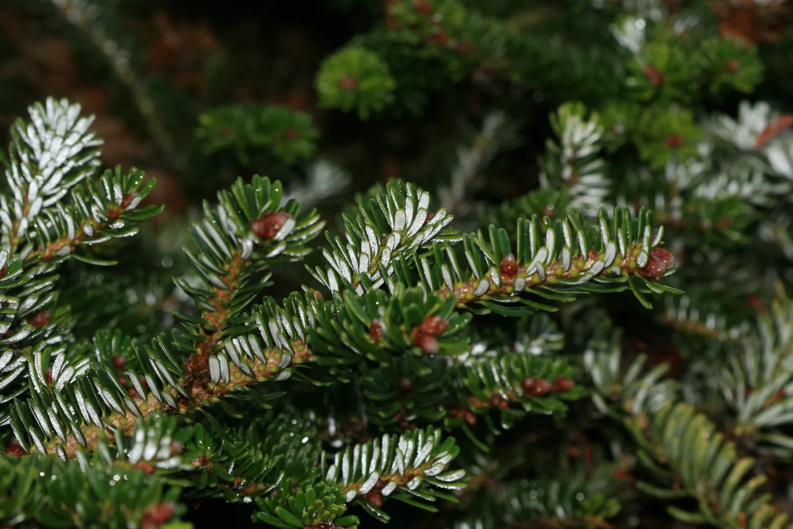 Korean Fir (Abies Koreana) — Ideal in USDA zones 5-7, it requires well-drained soil and full to partial sun