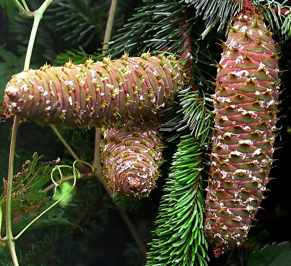 Korean Fir (Abies Koreana) — conifer / tree for full or half