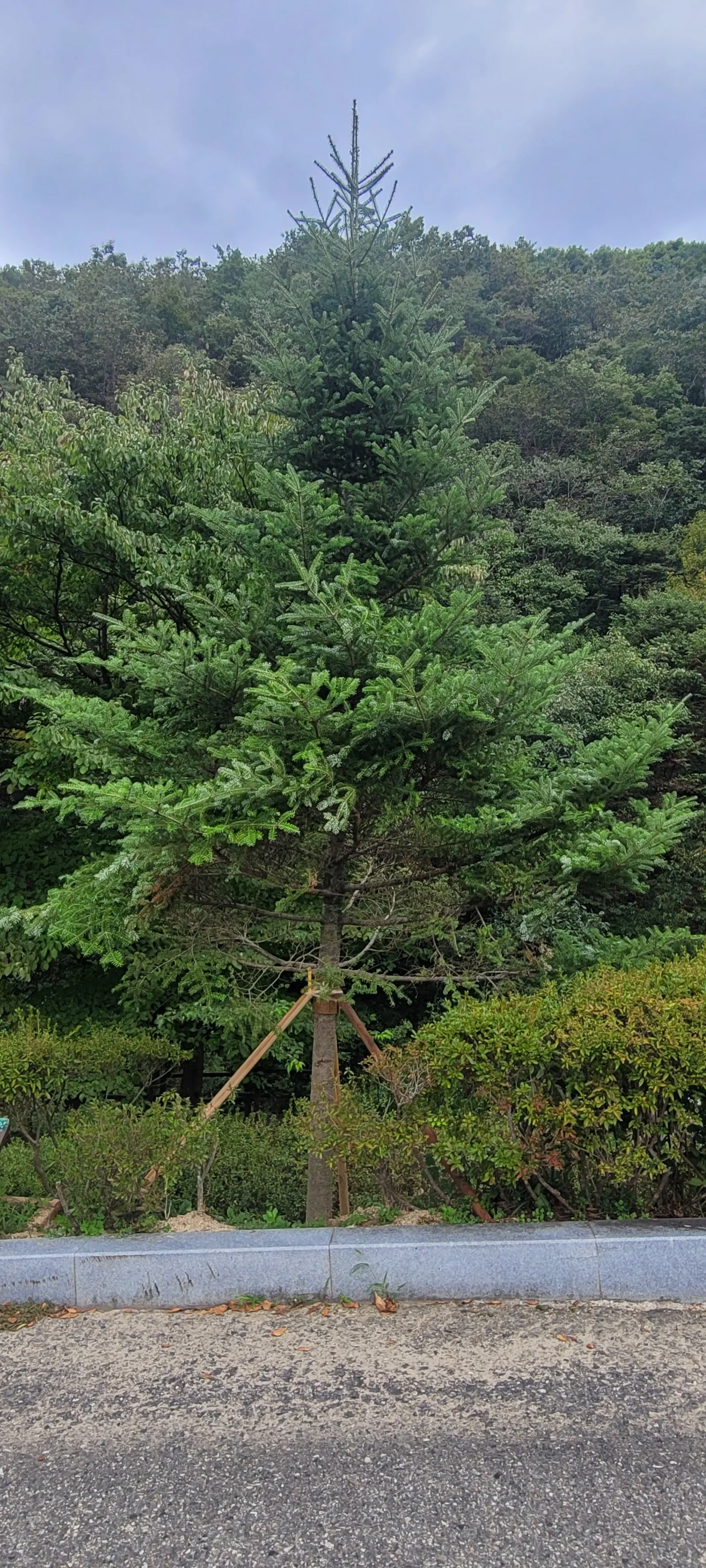 Korean Fir (Abies Koreana) — a unique trait among firs.<br><br>Adapted to USDA hardiness zones 5 through 7; the Korean Fir produces attractive, image 66
