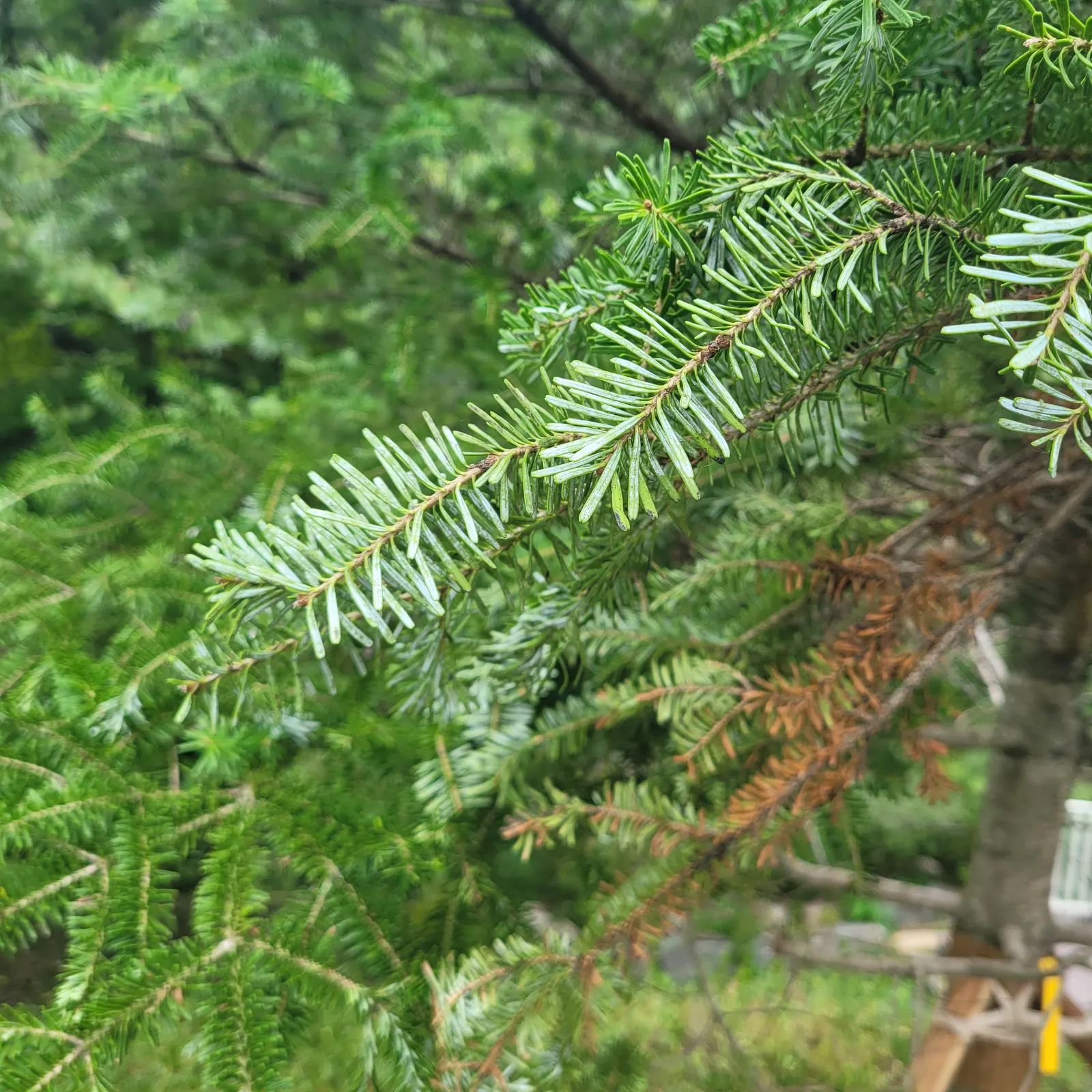 Korean Fir (Abies Koreana) — evergreen conifer boasting a pyramidal shape; alongside vivid purple cones during the spring