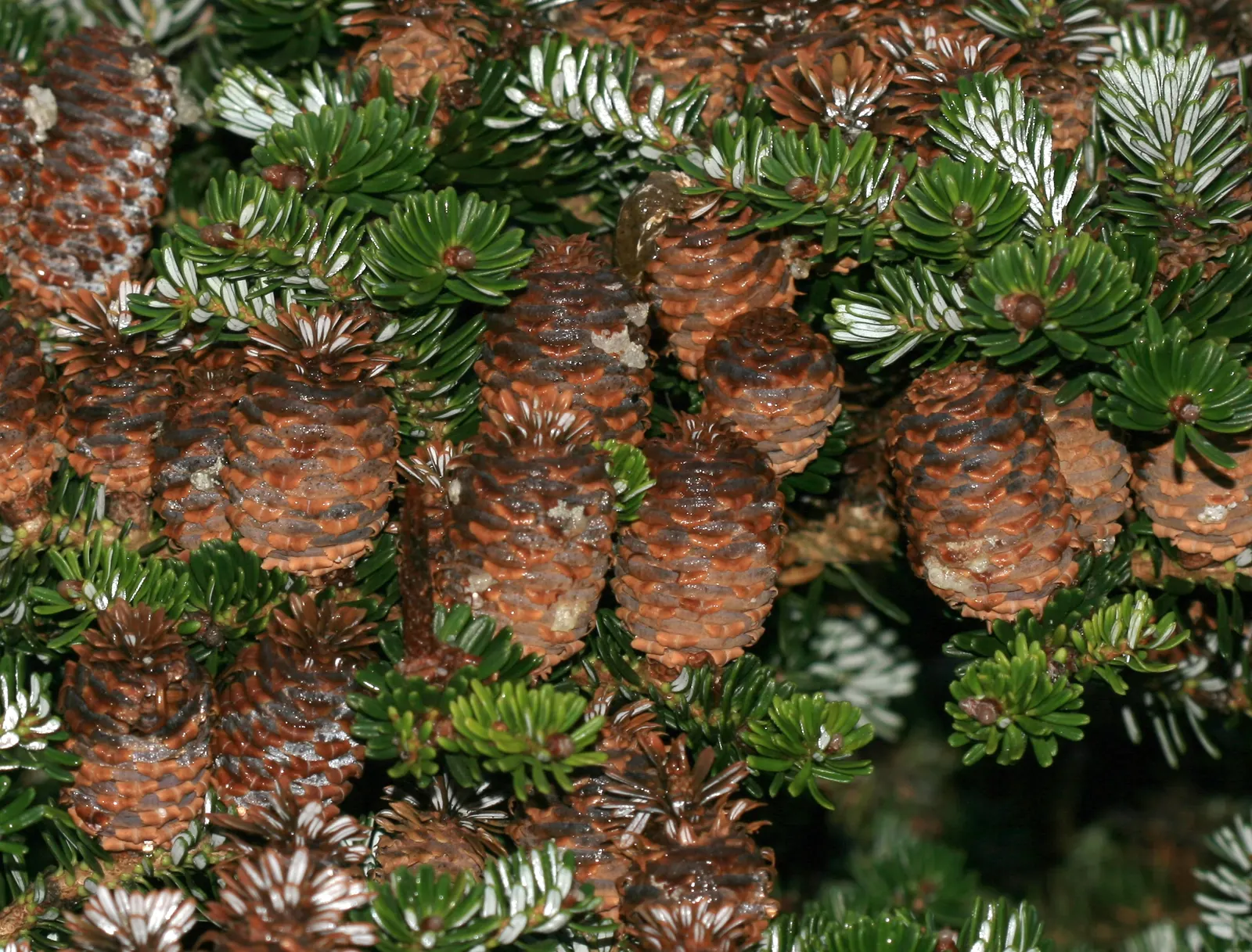 Korean Fir (Abies Koreana) — slightly acidic soil; it is essential to ensure proper drainage as this fir does not tolerate wet feet; ideal in USDA zones 5-7
