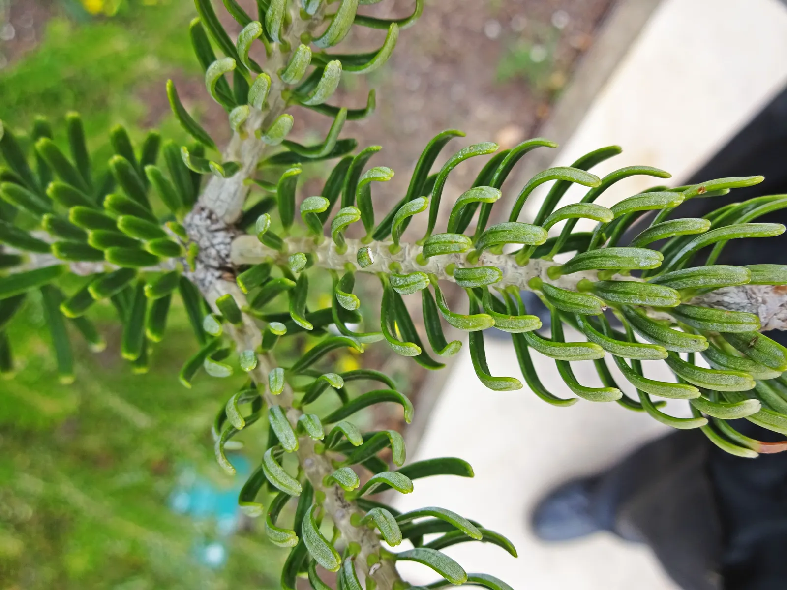Korean Fir (Abies Koreana) — a unique trait among firs.<br><br>Adapted to USDA hardiness zones 5 through 7; the Korean Fir produces attractive, image 48