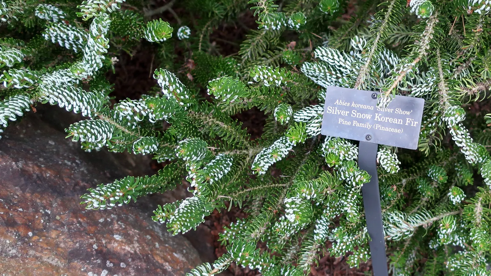 Korean Fir (Abies Koreana) — It has moderate drought tolerance once established; a unique trait among firs.<br><br>Adapted to USDA hardiness zones, image 51