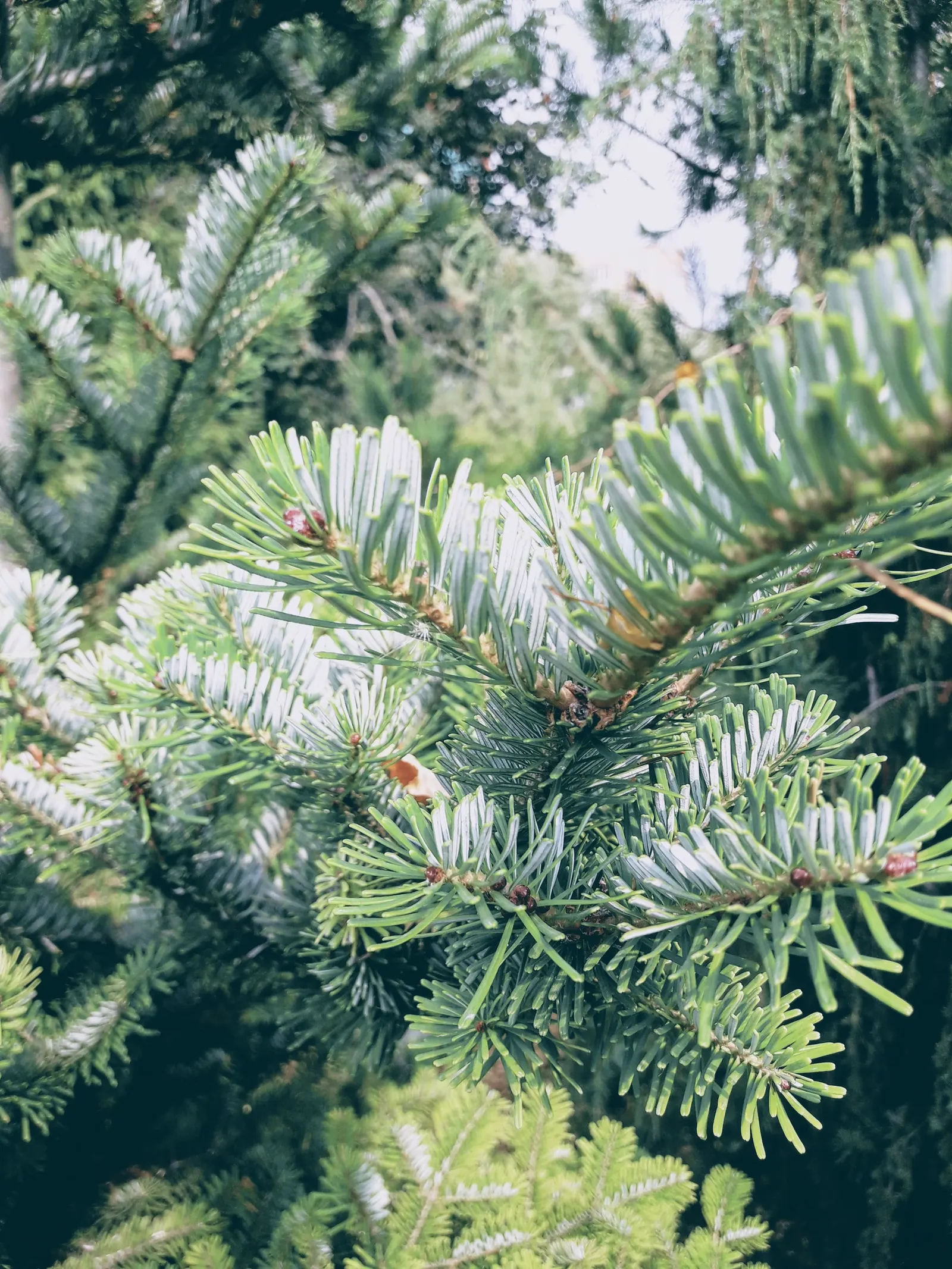 Korean Fir (Abies Koreana) — is a striking ornamental conifer that brings a stately presence to any landscape design; it requires minimal pruning, image 44