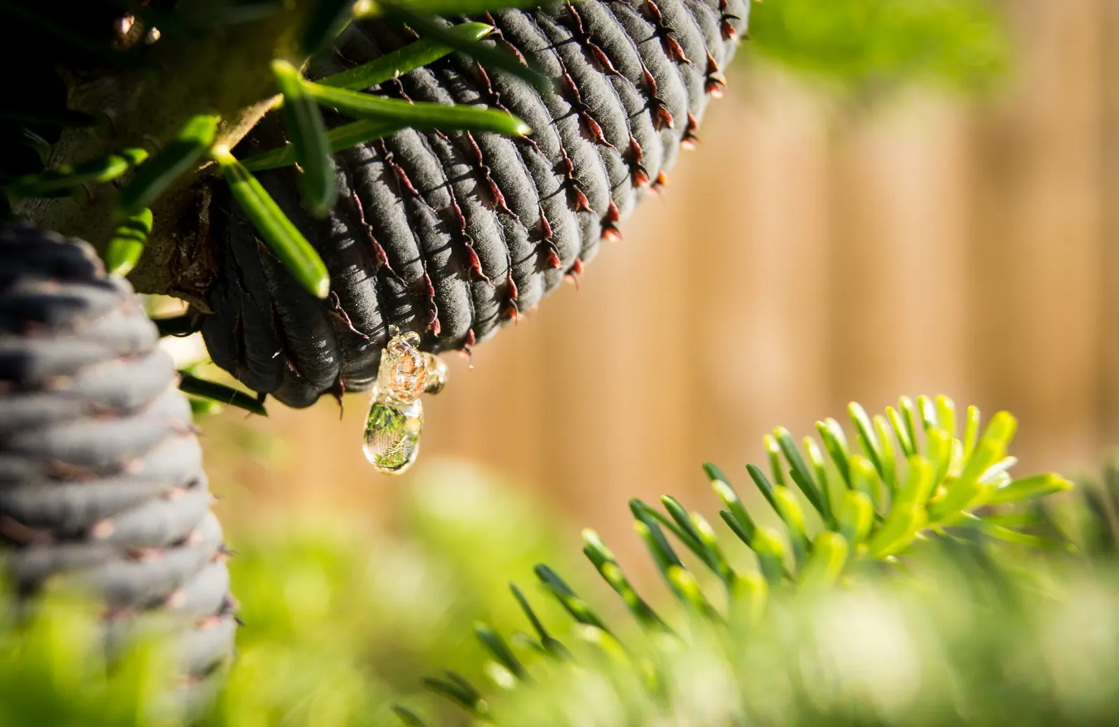 Korean Fir (Abies Koreana) — Its striking needles display a dark green top with silvery undersides; conifer / tree for full or half, image 39