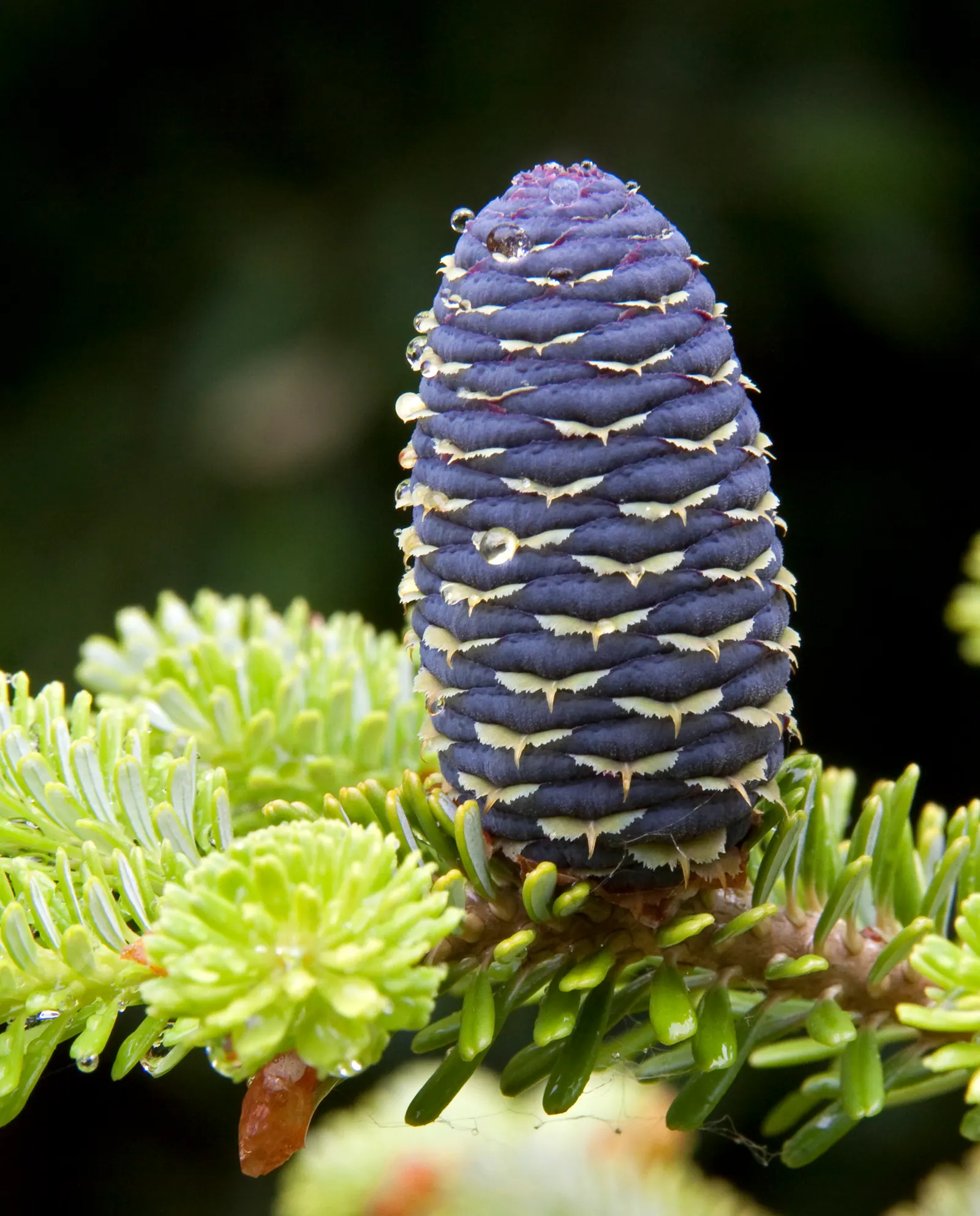 Korean Fir (Abies Koreana) — commonly known as the Korean Fir