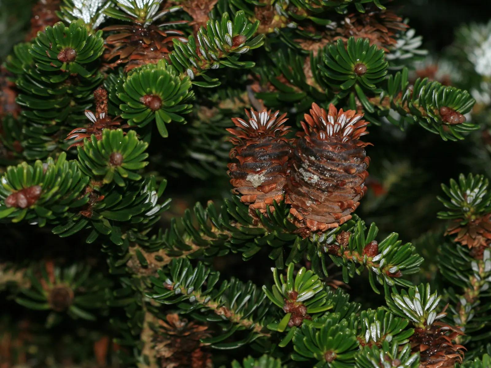 Korean Fir (Abies Koreana) — conifer / tree for full or half; it has moderate drought tolerance once established