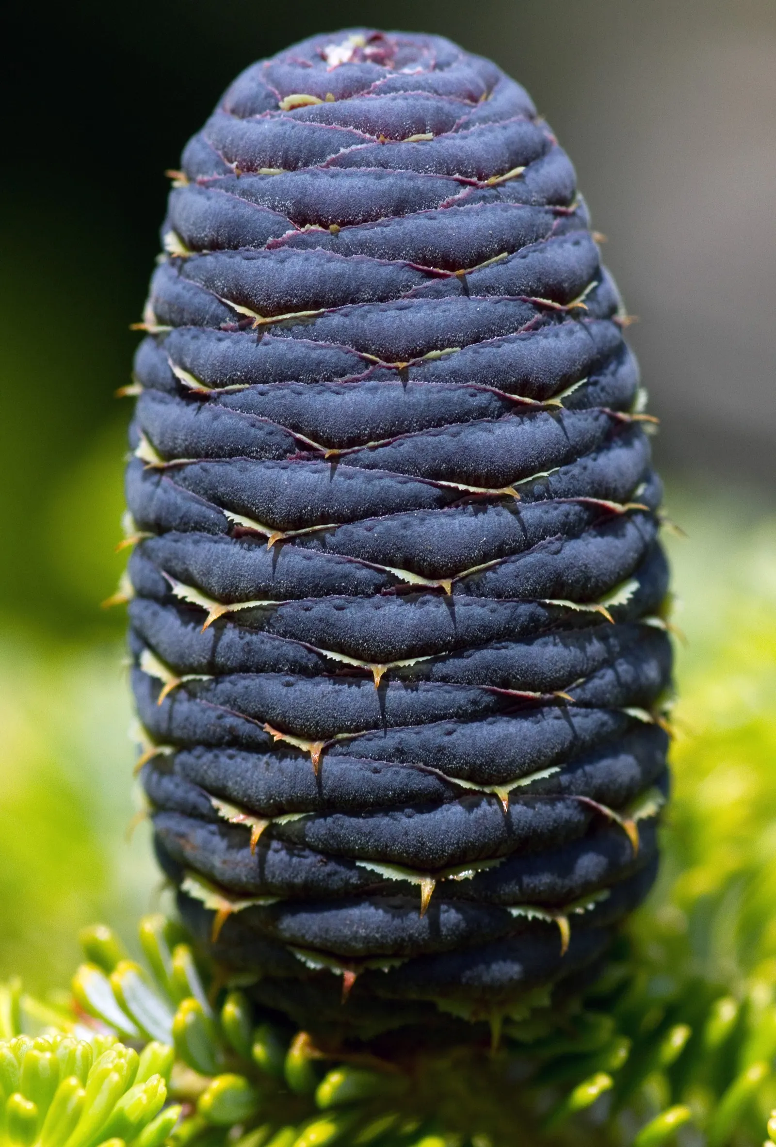 Korean Fir (Abies Koreana) — Ideal in USDA zones 5-7, it requires well-drained soil and full to partial sun; slightly acidic soil; it is essential, image 77