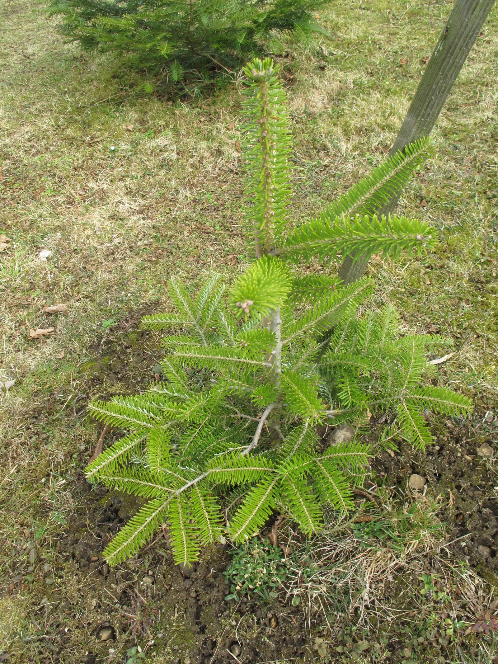 Korean Fir (Abies Koreana) — Given its slow growth rate; evergreen conifer boasting a pyramidal shape, image 52