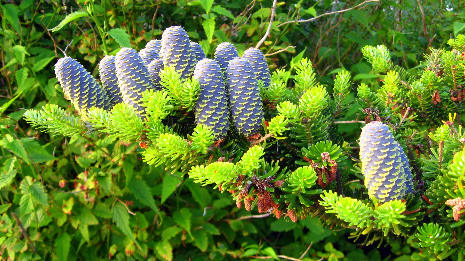 Korean Fir (Abies Koreana) — alongside vivid purple cones during the spring
