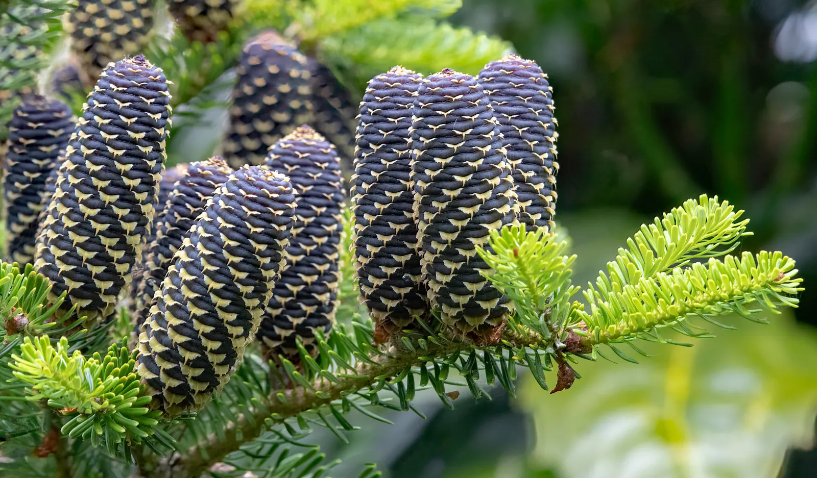 Korean Fir (Abies Koreana) — An exquisite choice for adding winter interest and texture to landscapes