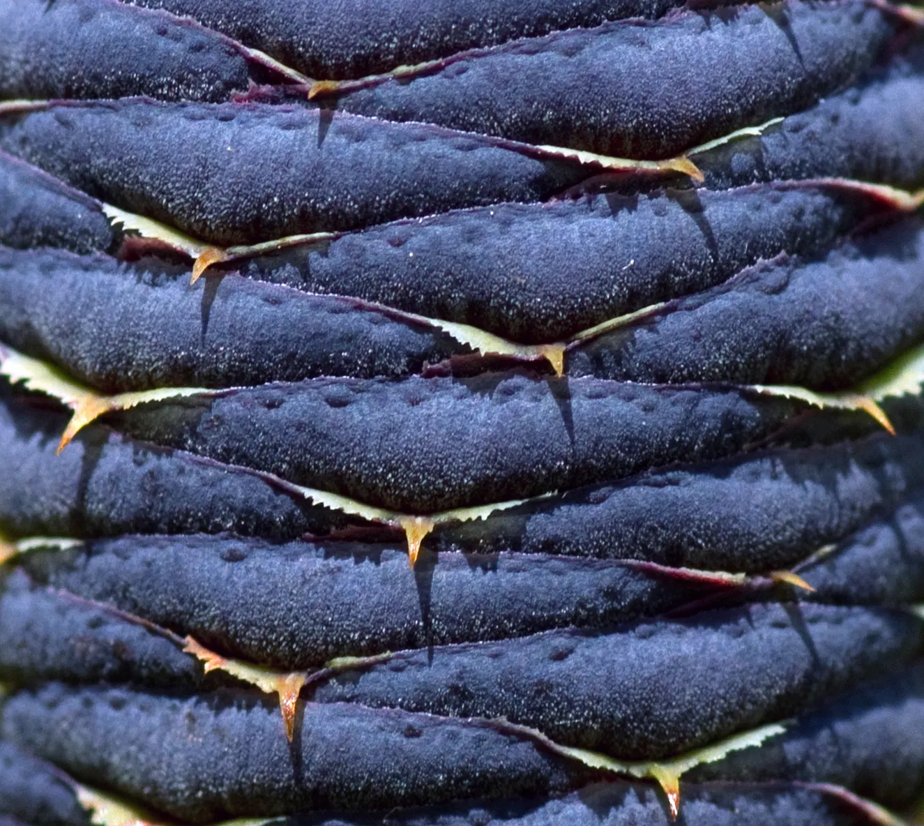 Korean Fir (Abies Koreana) — is a striking ornamental conifer that brings a stately presence to any landscape design; it requires minimal pruning, image 80