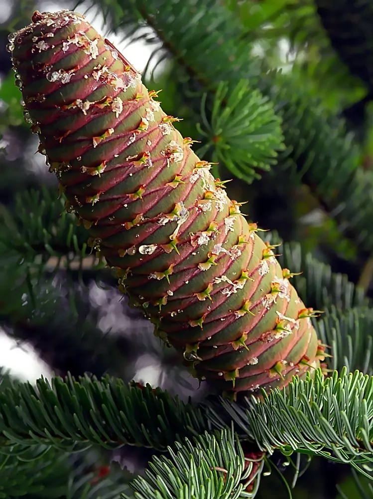 Korean Fir (Abies Koreana) — it requires minimal pruning
