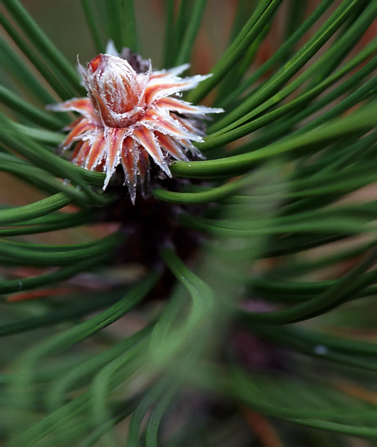 Korean Fir (Abies Koreana) — the Korean Fir produces attractive purple cones that mature to a distinguished blue-grey; an exquisite choice for adding winter