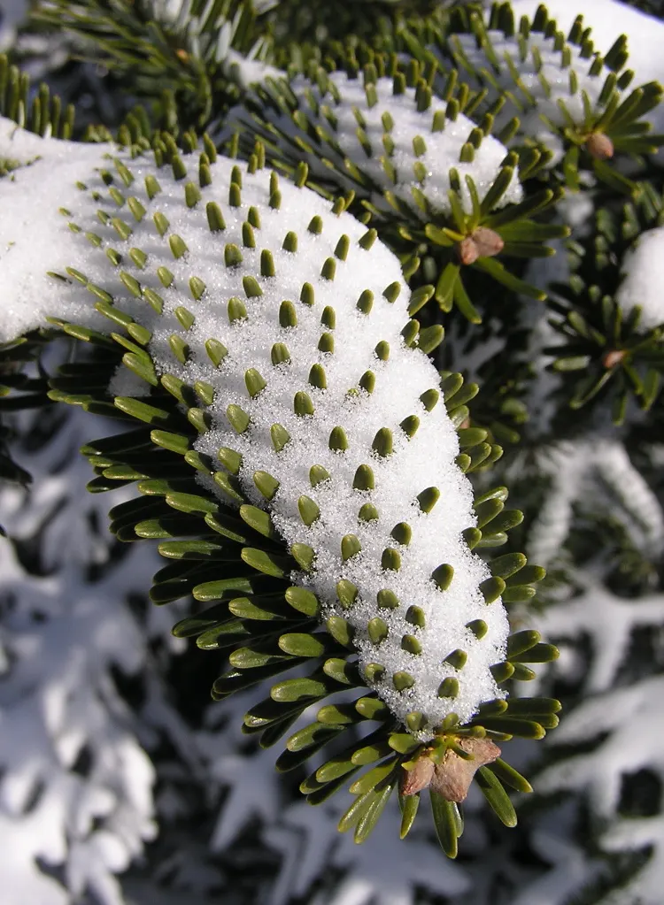 Korean Fir (Abies Koreana) — It has moderate drought tolerance once established; a unique trait among firs.<br><br>Adapted to USDA hardiness zones, image 69