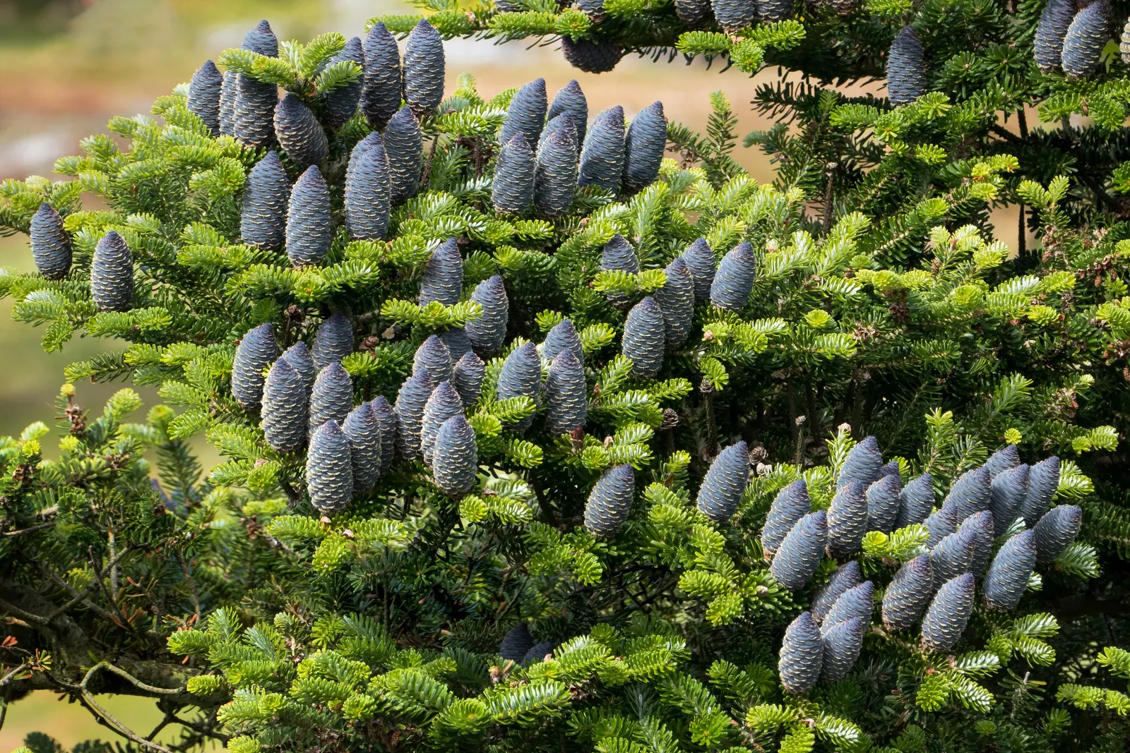 Korean Fir (Abies Koreana) — These cones are especially eye-catching as they appear upright on the branches