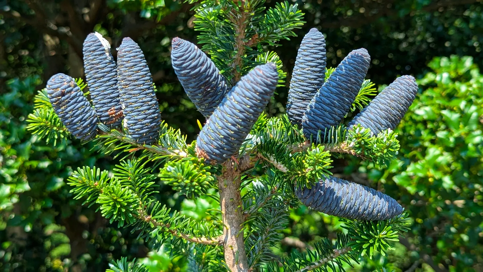 Korean Fir (Abies Koreana) — it requires minimal pruning; is a striking ornamental conifer that brings a stately presence to any landscape design
