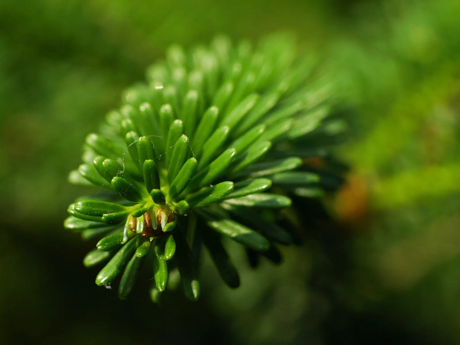 Korean Fir (Abies Koreana) — alongside vivid purple cones during the spring; commonly known as the Korean Fir, image 76