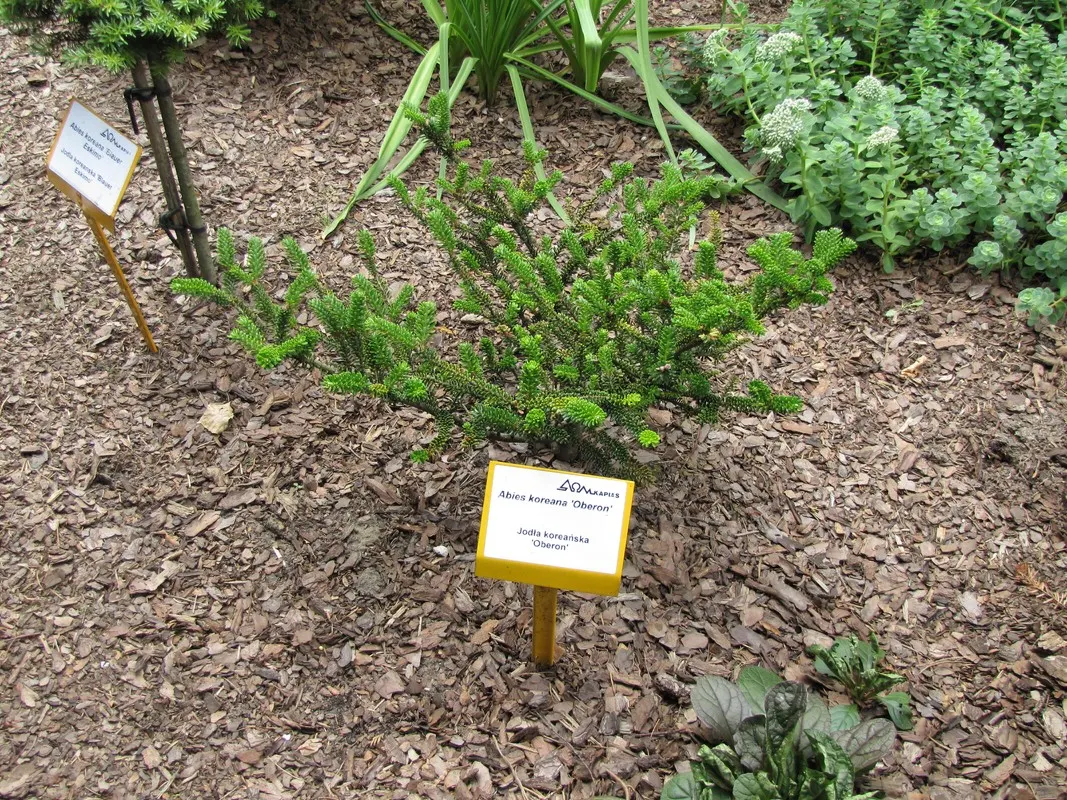 Korean Fir (Abies Koreana) — providing a delightful contrast against the dark foliage; the Korean Fir thrives in full sun to partial shade, image 64