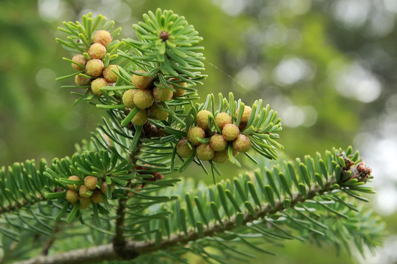 Korean Fir (Abies Koreana) — providing a delightful contrast against the dark foliage; the Korean Fir thrives in full sun to partial shade