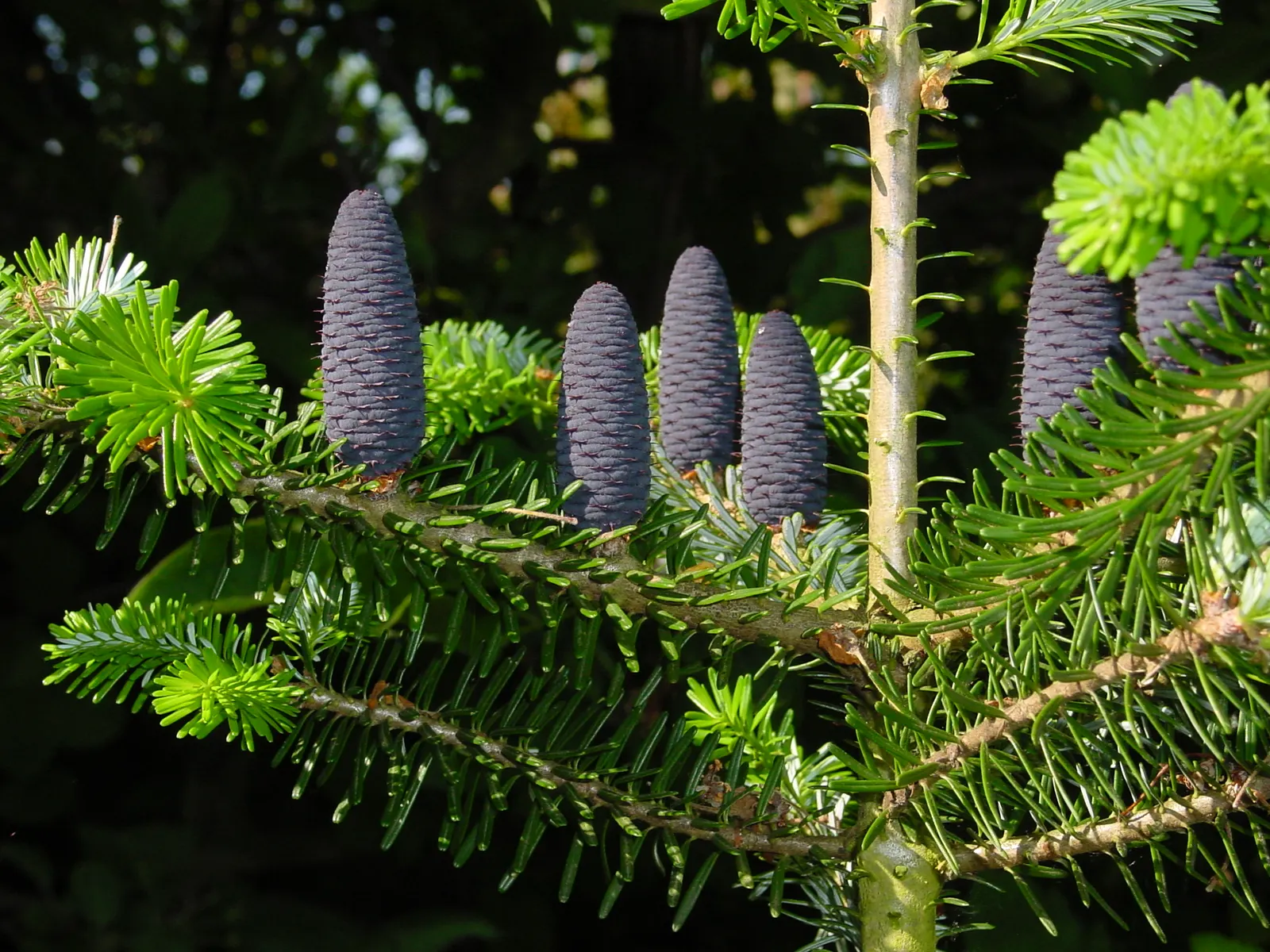 Korean Fir (Abies Koreana) — Ideal in USDA zones 5-7, it requires well-drained soil and full to partial sun; slightly acidic soil; it is essential, image 41