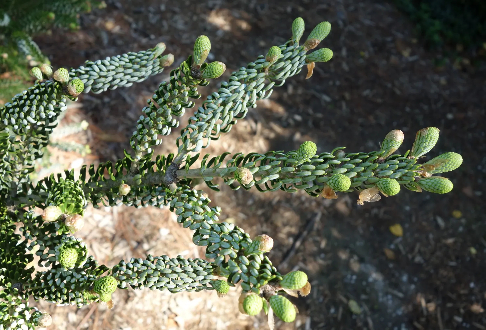 Korean Fir (Abies Koreana) — evergreen conifer boasting a pyramidal shape