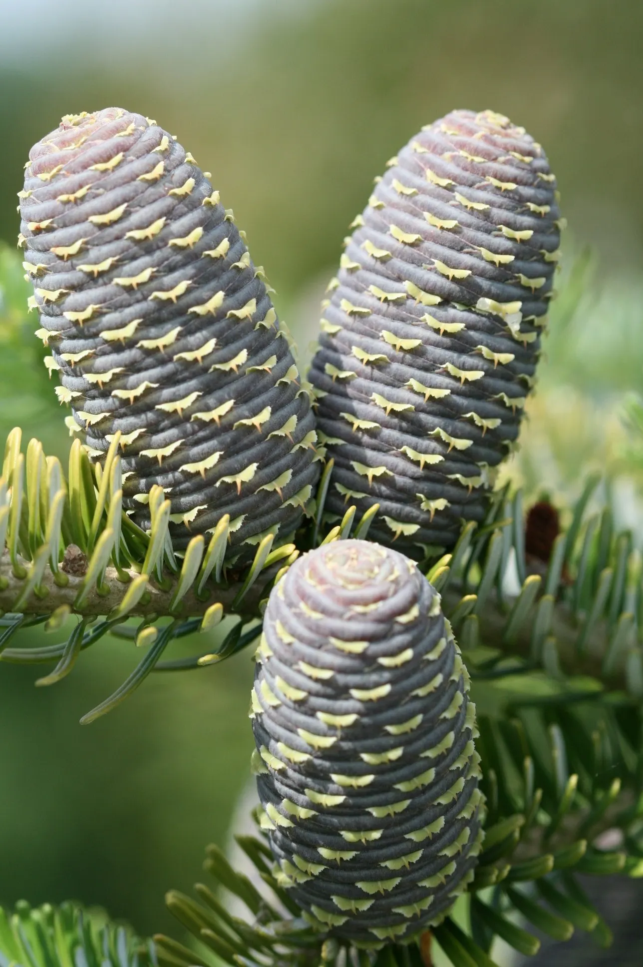 Korean Fir (Abies Koreana) — the Korean Fir thrives in full sun to partial shade; given its slow growth rate, image 67