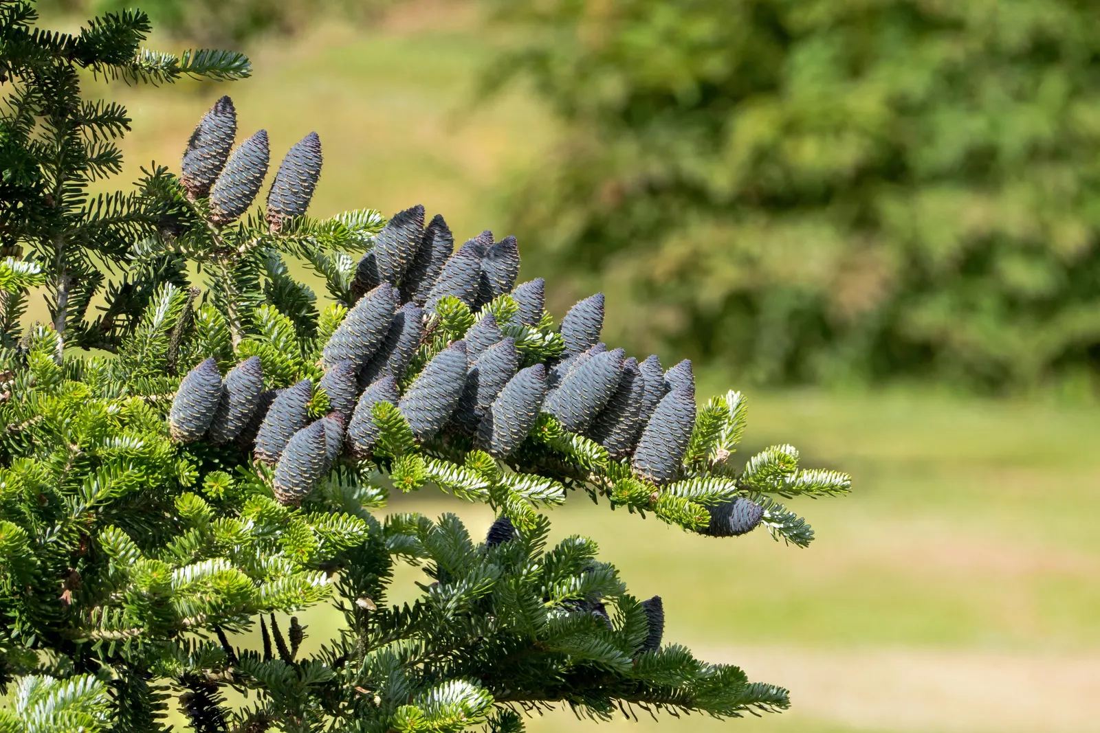 Korean Fir (Abies Koreana) — slightly acidic soil; it is essential to ensure proper drainage as this fir does not tolerate wet feet; ideal in USDA, image 50
