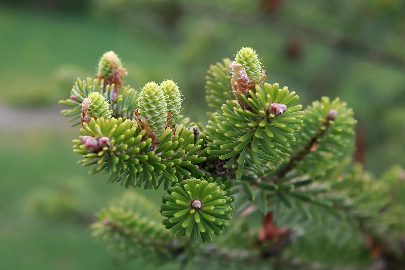 Korean Fir (Abies Koreana) — It has moderate drought tolerance once established; a unique trait among firs.<br><br>Adapted to USDA hardiness zones 5 through 7
