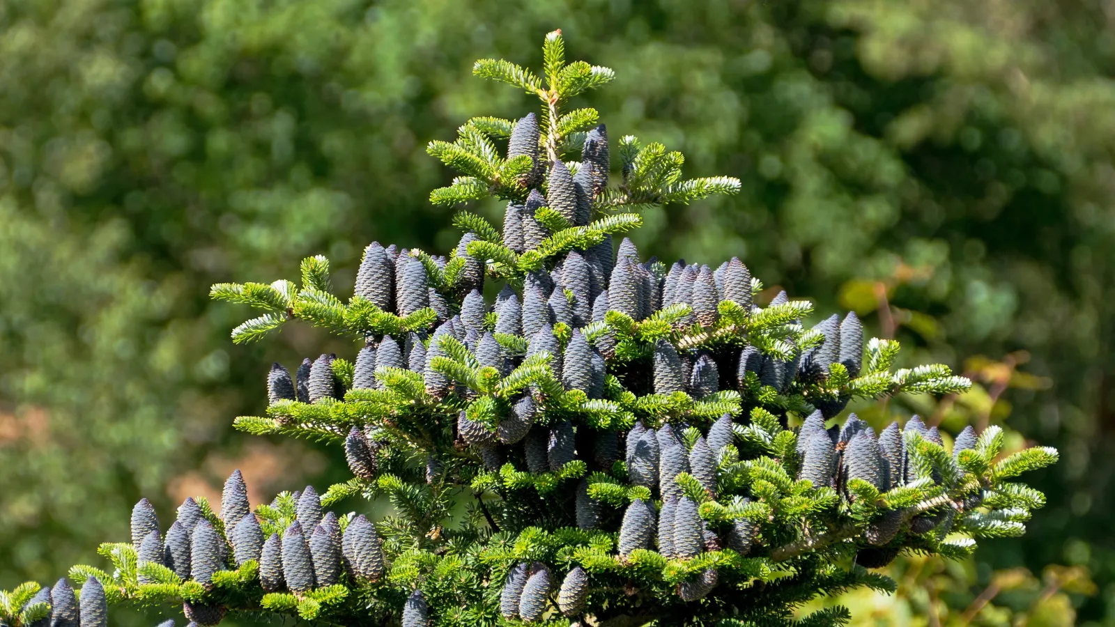Korean Fir (Abies Koreana) — the Korean Fir produces attractive purple cones that mature to a distinguished blue-grey; an exquisite choice for, image 45