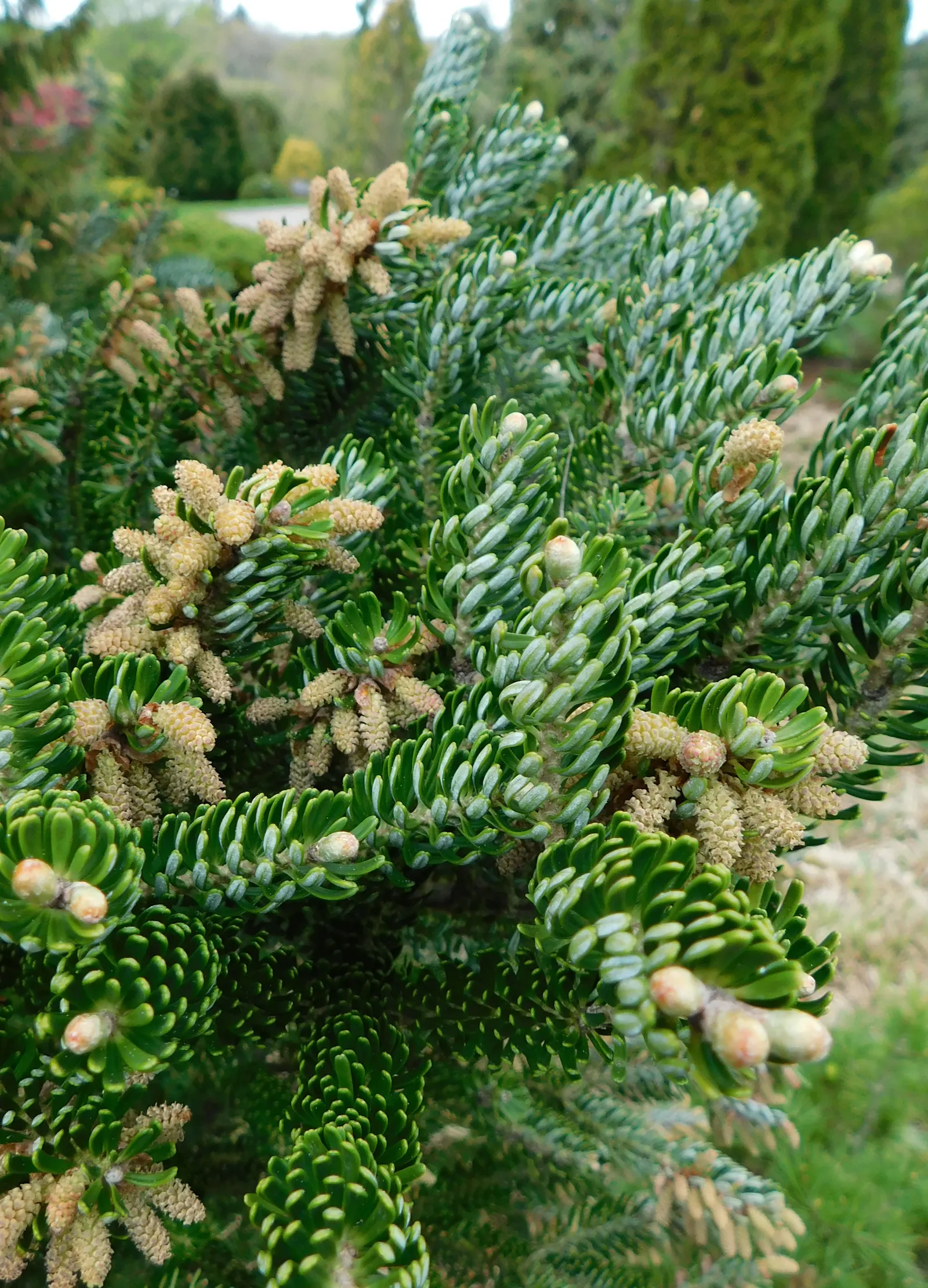 Korean Fir (Abies Koreana) — reaching up to 30 feet in height; these cones are especially eye-catching as they appear upright on the branches