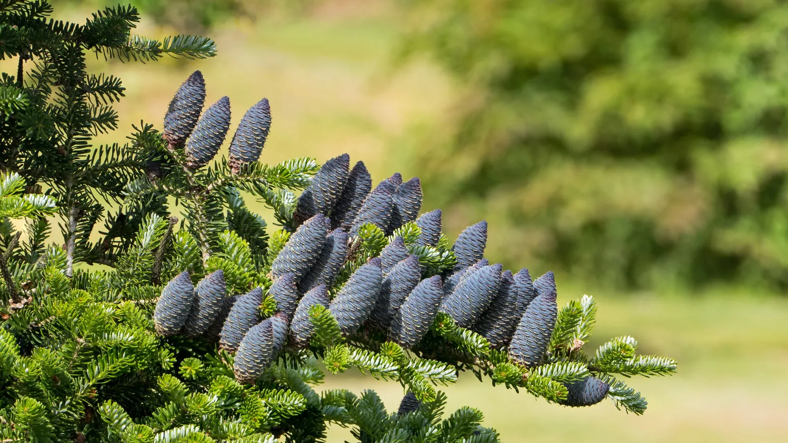 Korean Fir (Abies Koreana) — a unique trait among firs.<br><br>Adapted to USDA hardiness zones 5 through 7