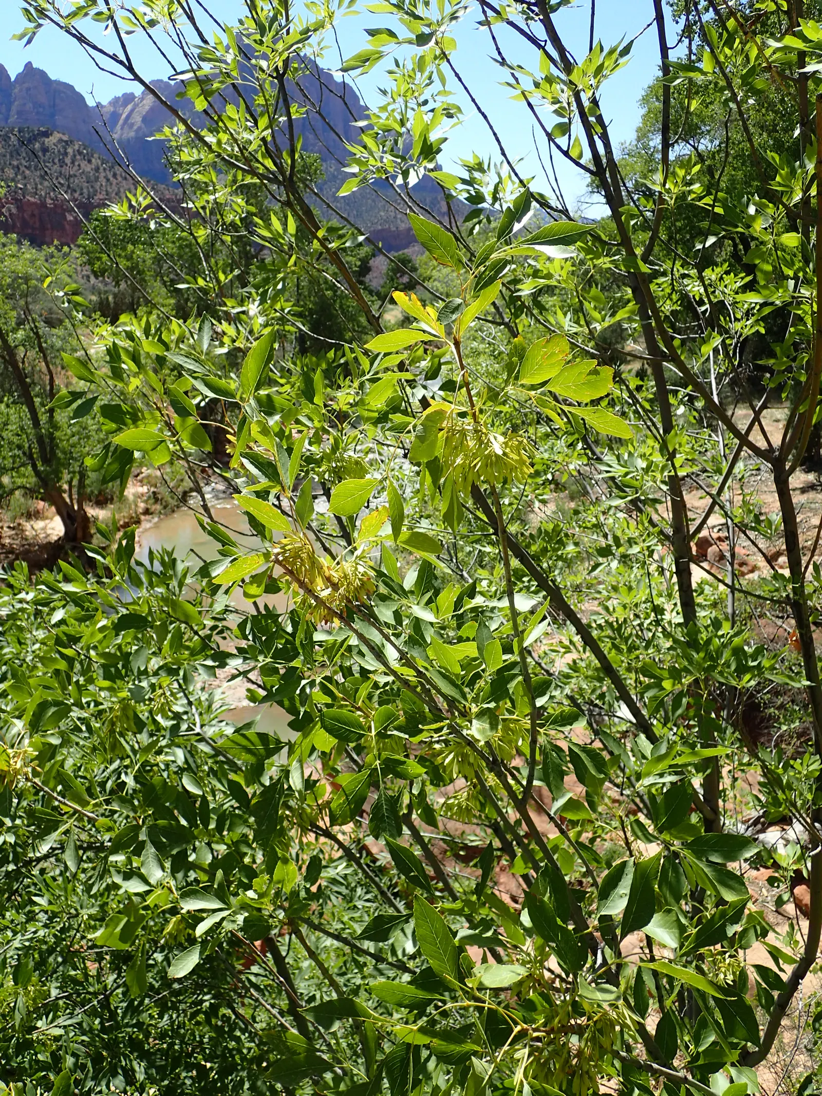 Arizona Or Velvet Ash (Fraxinus Velutina) — The Arizona Ash (Fraxinus velutina)