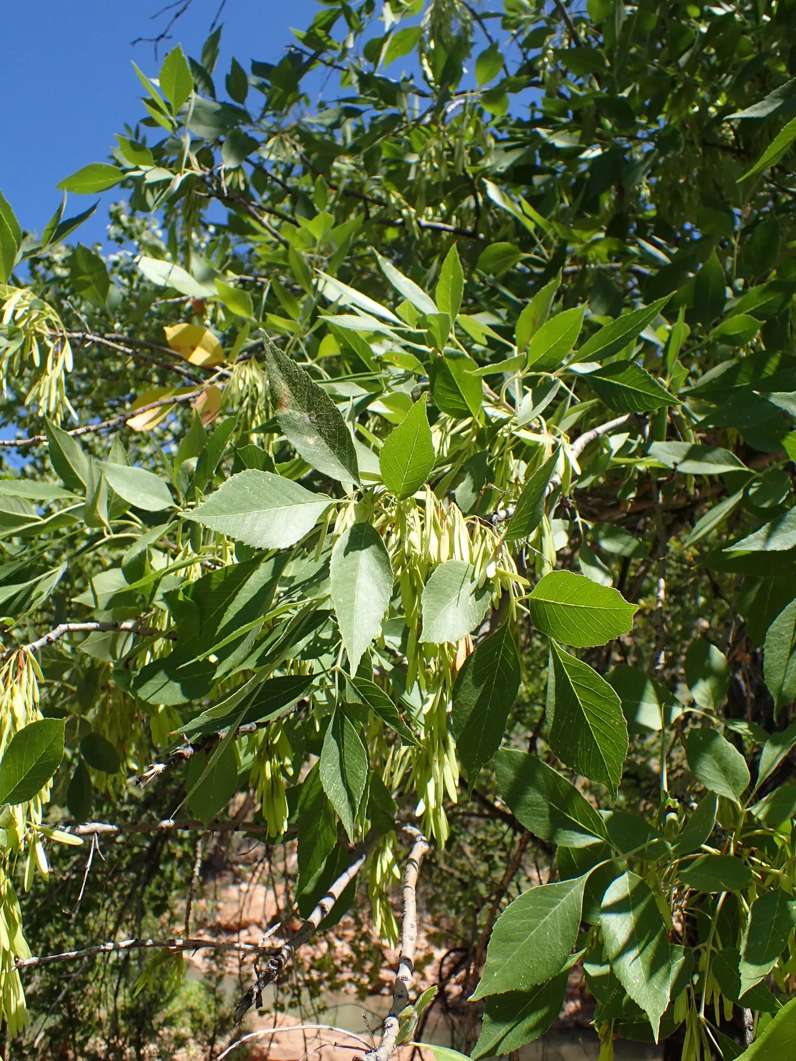 Arizona Or Velvet Ash (Fraxinus Velutina) — exhibiting a velvety texture and a rich green hue that transitions to an attractive array of yellow