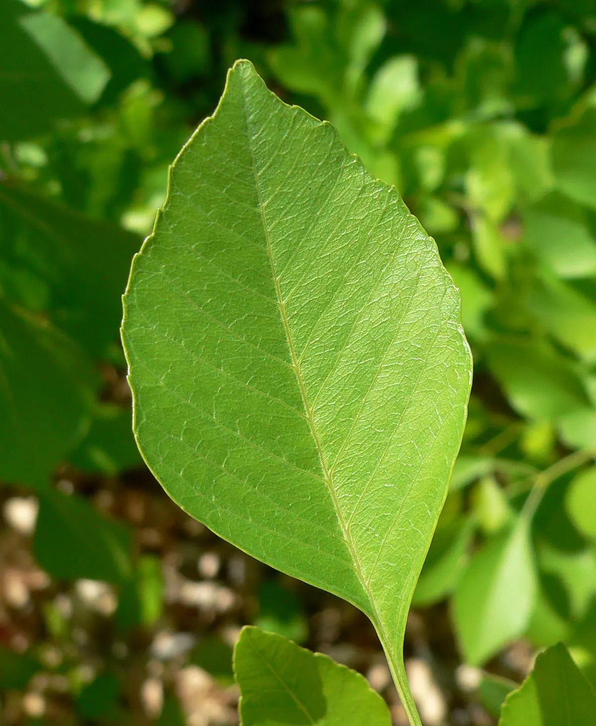 Arizona Or Velvet Ash (Fraxinus Velutina) — highly regarded for its hardiness and adaptability