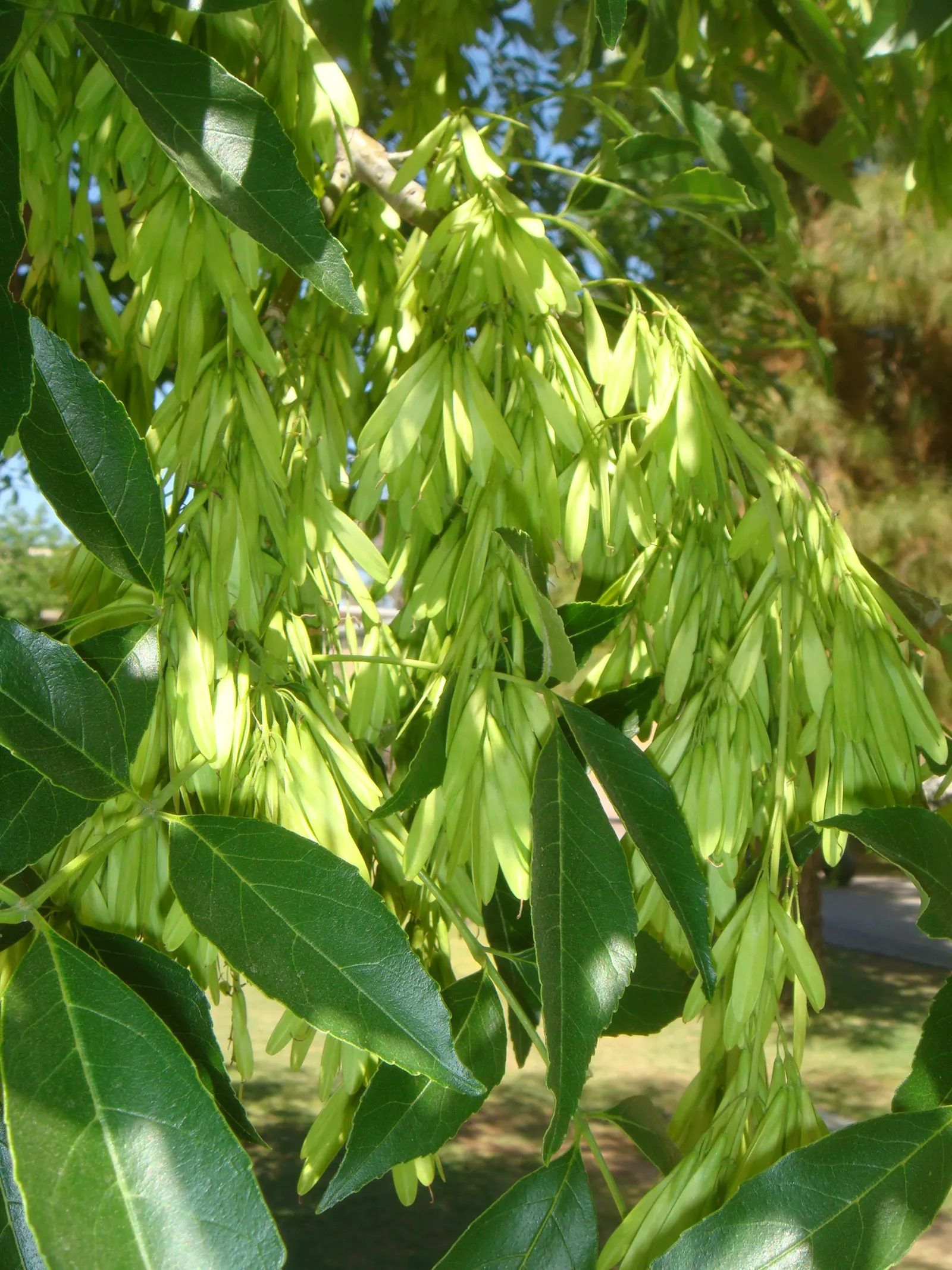 Arizona Or Velvet Ash (Fraxinus Velutina) — Suitable for USDA Zones 7-9, it prefers full sun and adapts well to urban conditions