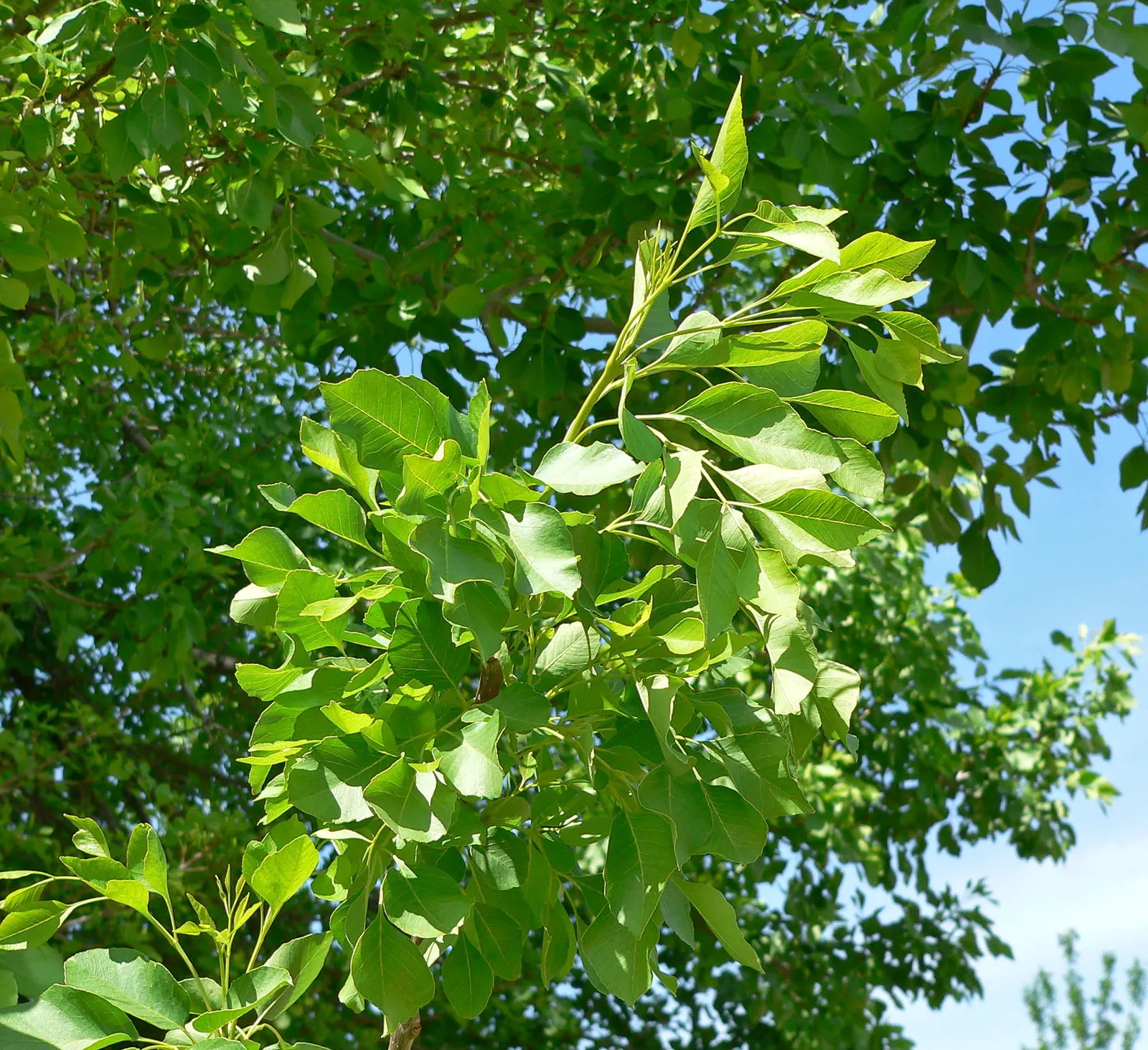 Arizona Or Velvet Ash (Fraxinus Velutina) — or purple tones in the fall.<br><br>The Arizona Ash boasts a moderate to fast growth rate
